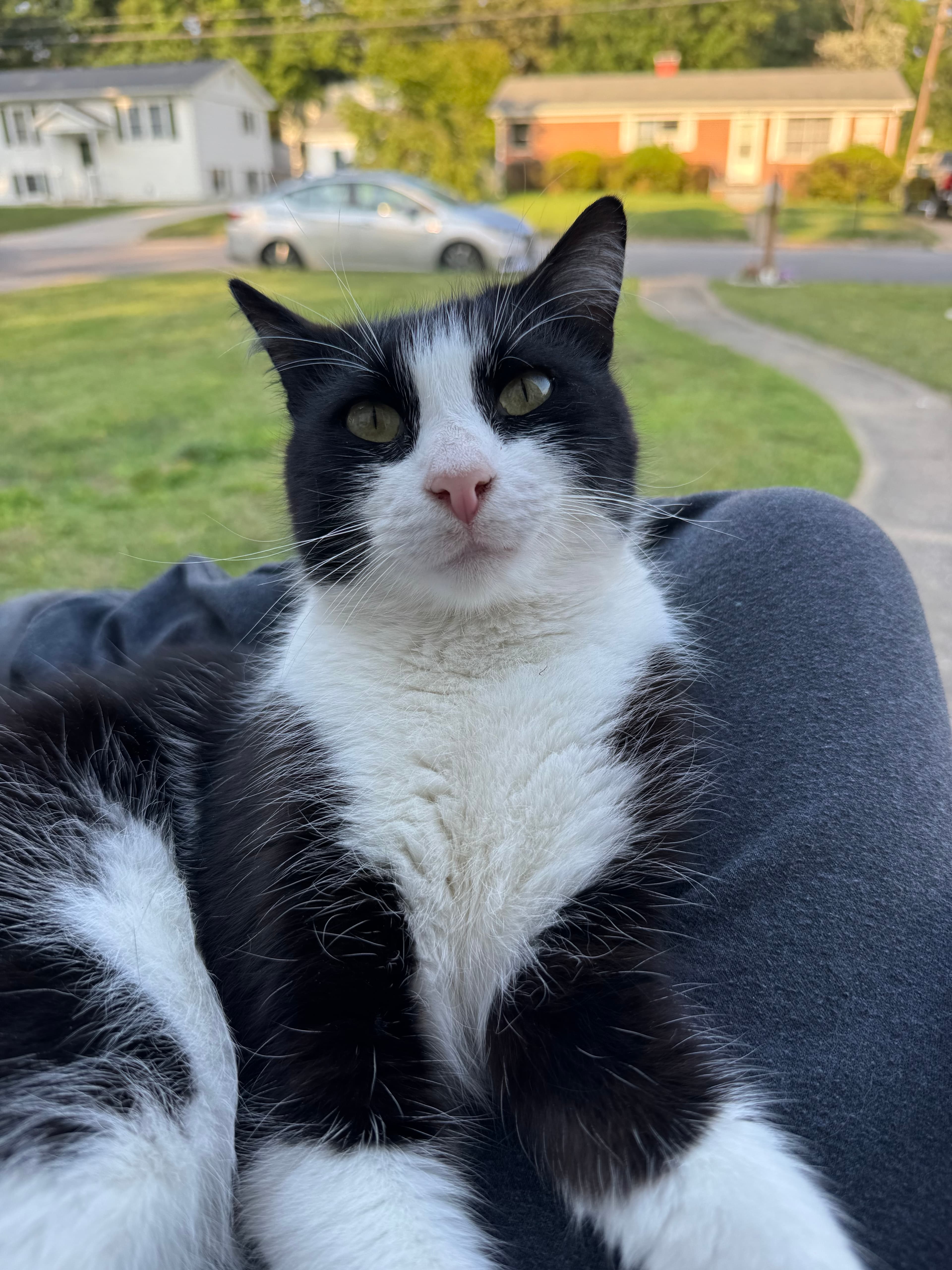 Oreo