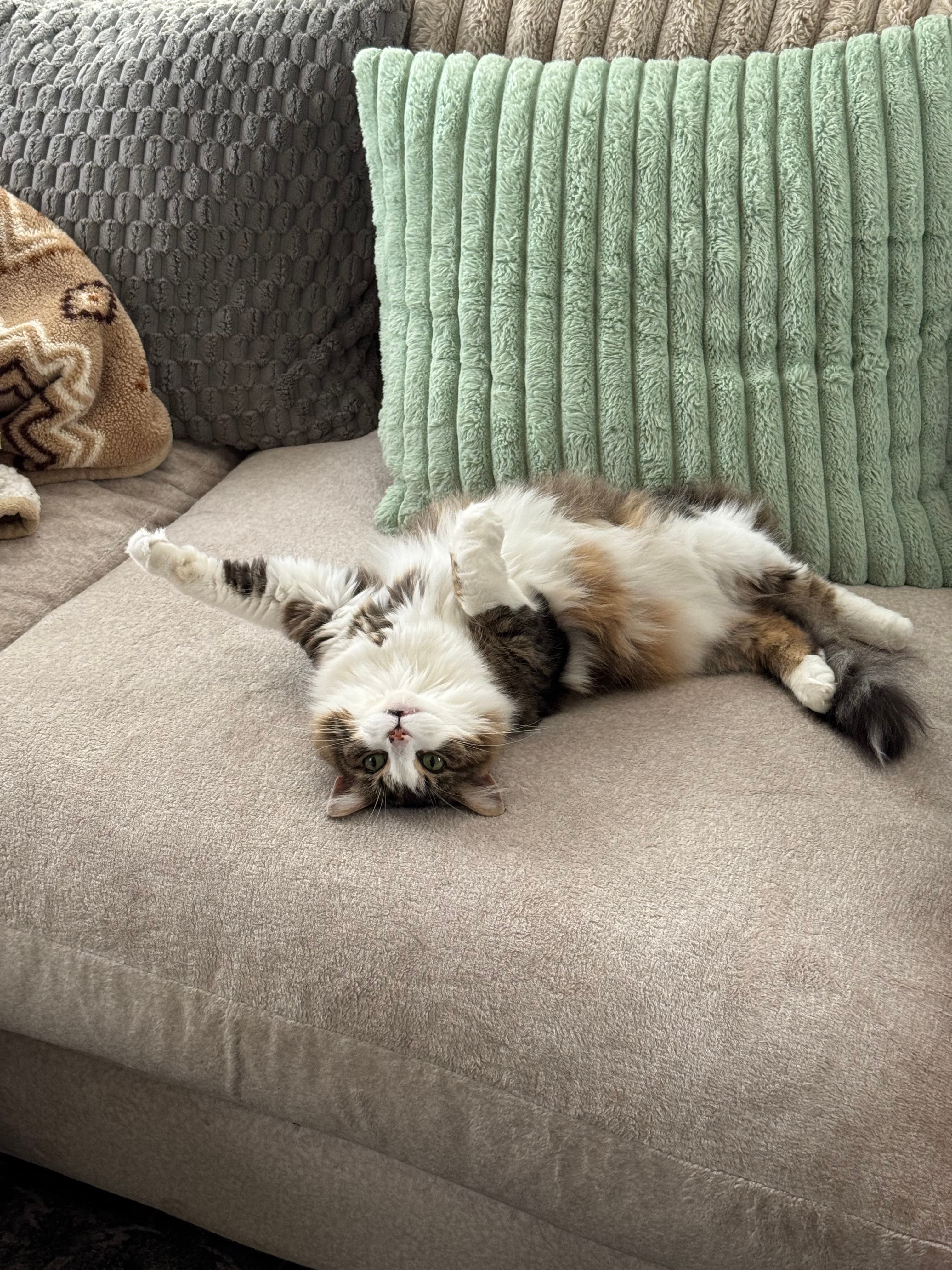 Dr. Bitsy, Chief Wellness Officer